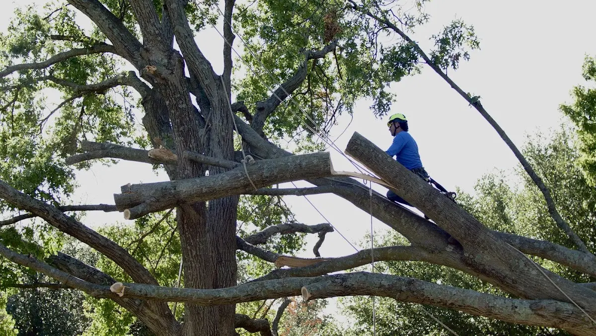 Professional Hazardous Tree Removal performed by certified arborists in Aromas